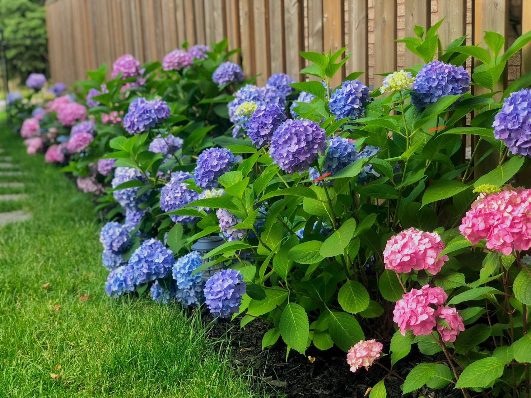 9896 多伦多地栽绣球无尽夏 四月14见花苞 前几年发9896