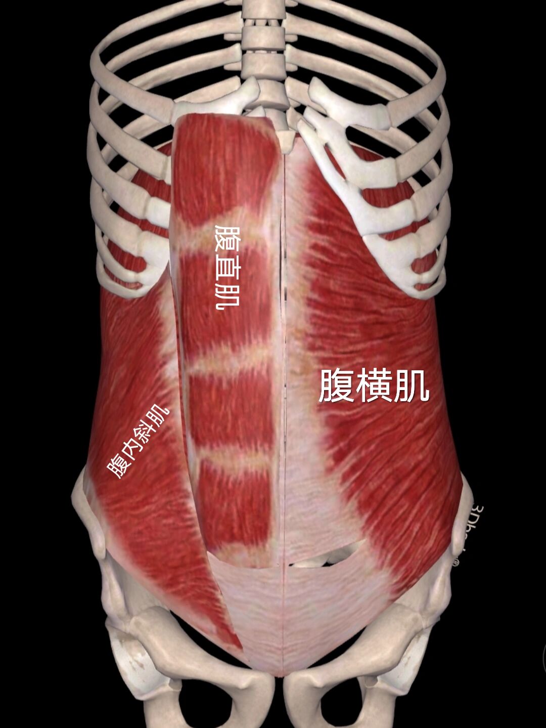 腹部分为外层肌肉