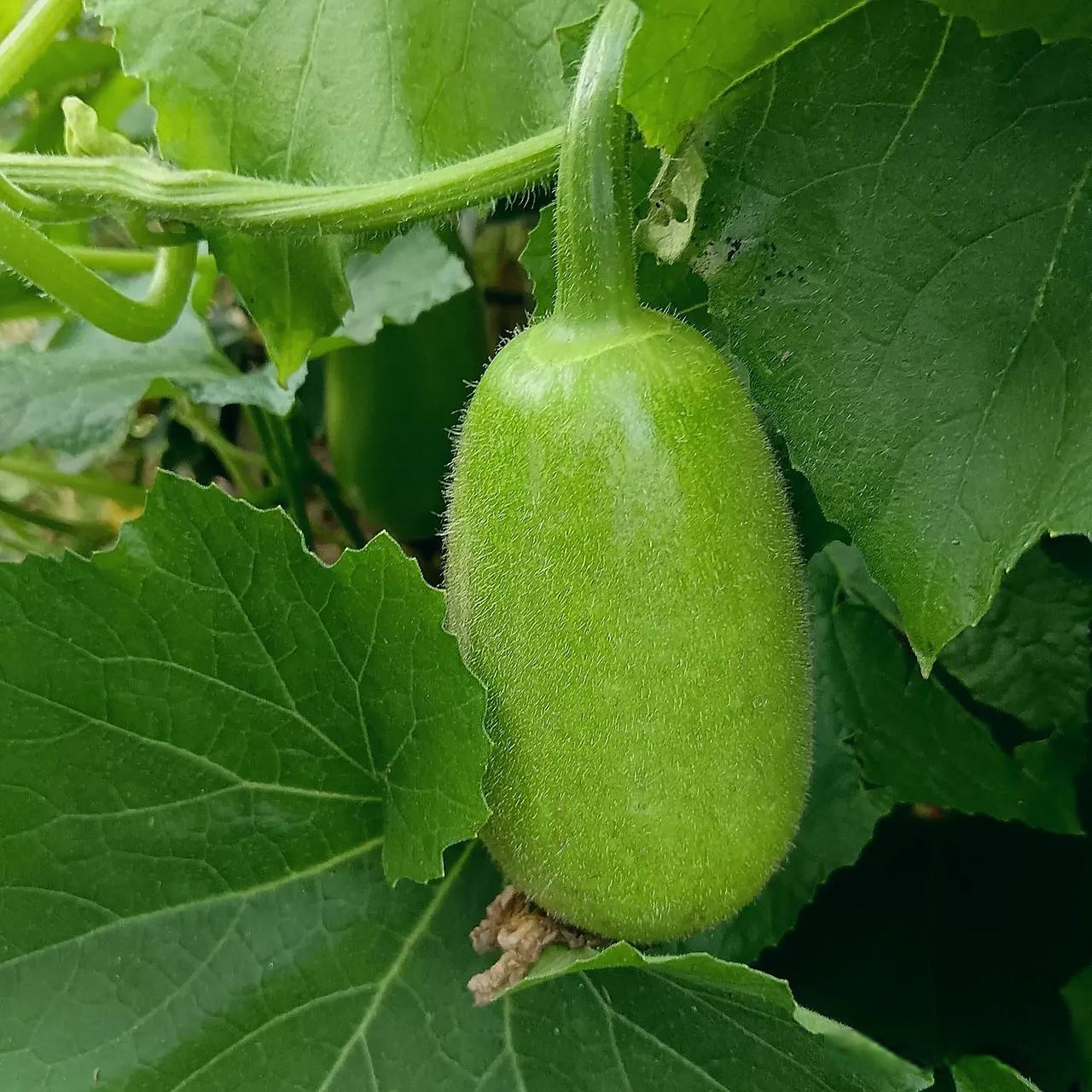 天然绿色食品冬瓜随拍绿植物