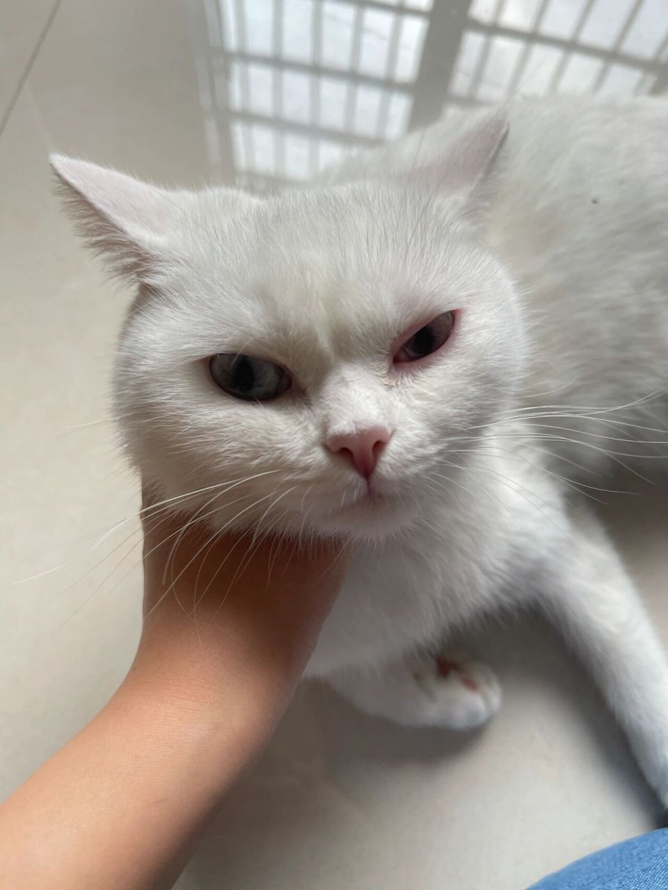 猫咪突然单眼红肿怎么办 我是用的左氧氟沙星滴眼液和红霉素眼膏 先用