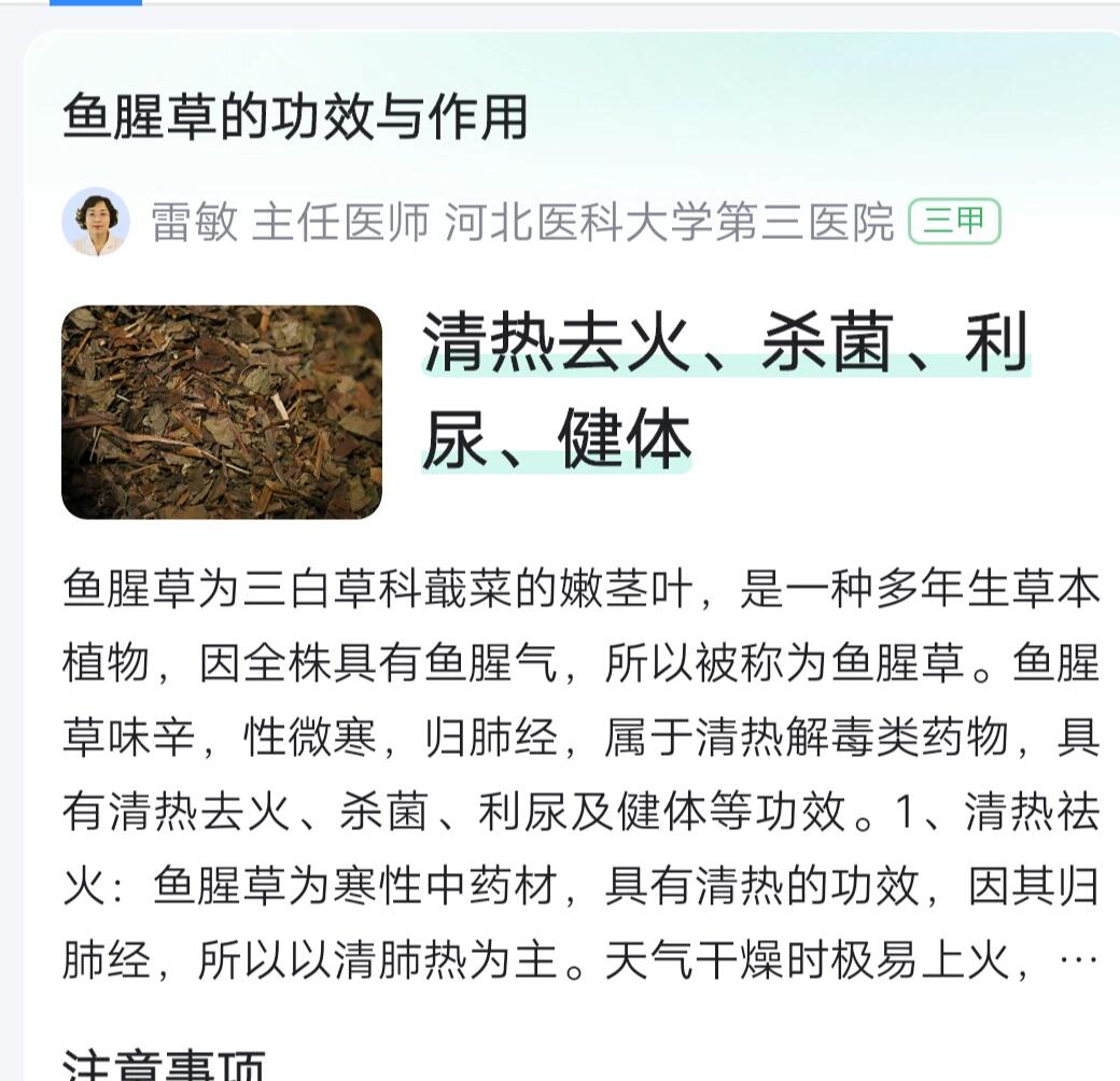 鱼腥草的图片及功效图片