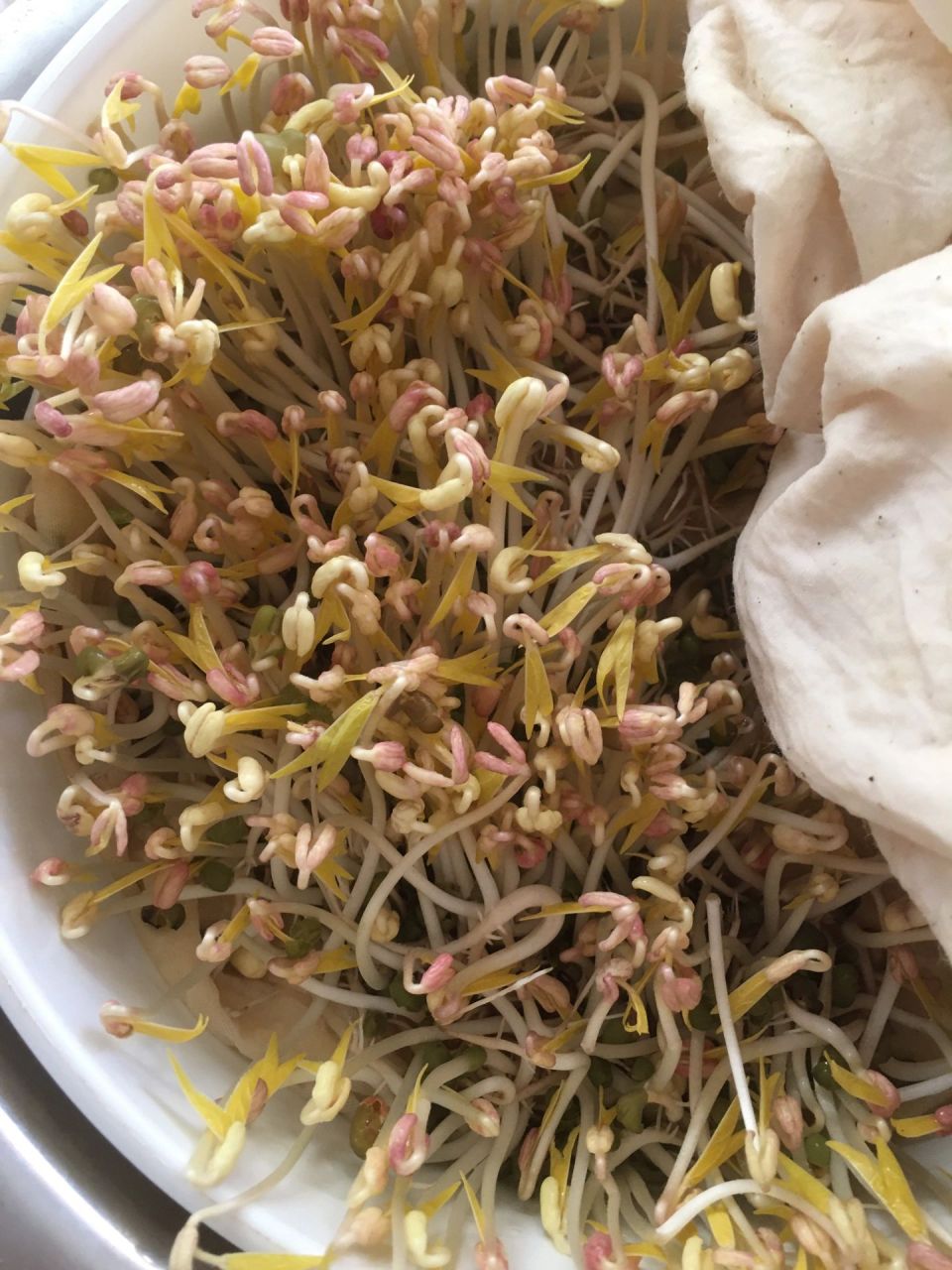 我生的绿豆芽怎么苦?