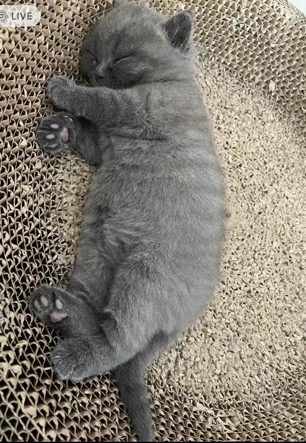 家养蓝猫急出300全款带走
