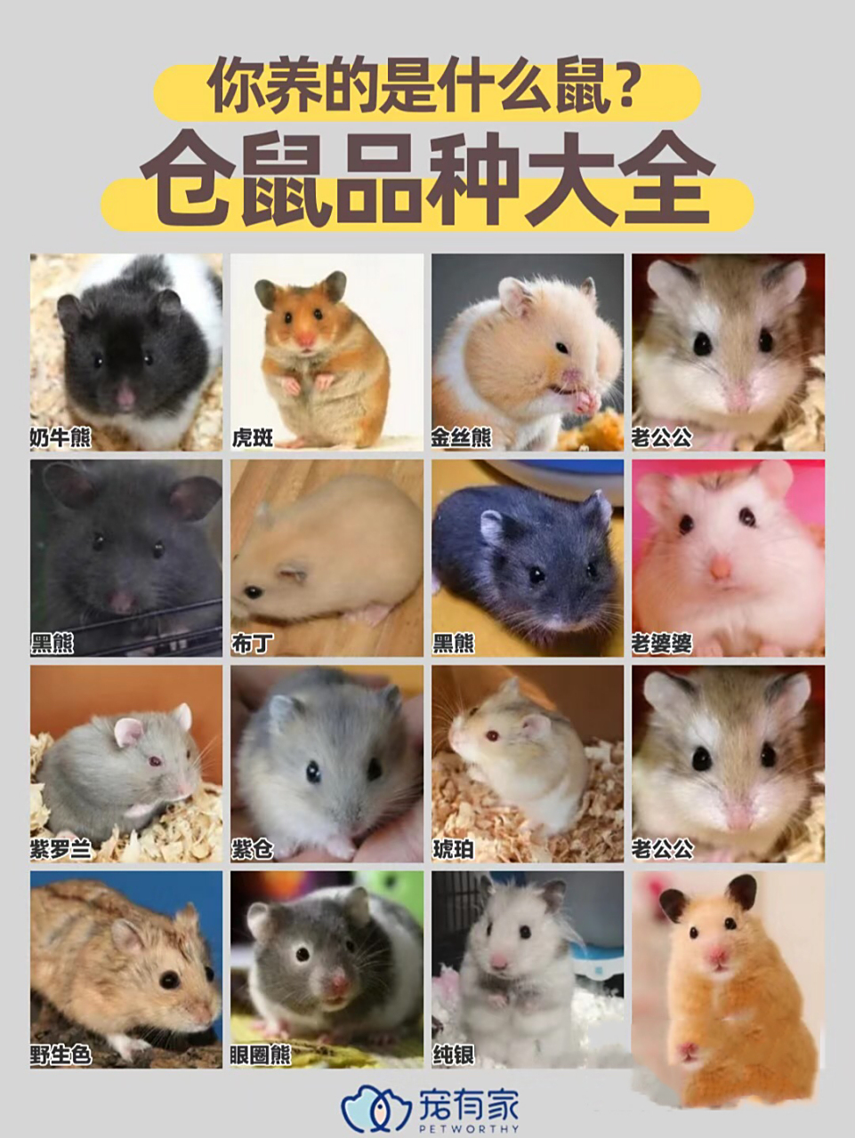 仓鼠品种大全91