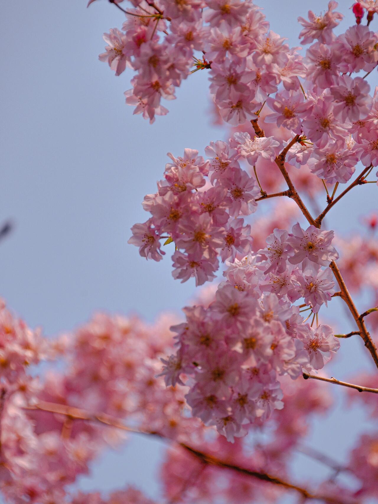 樱花 | 垂枝樱花  去年在李村公园偶然拍到这么一棵, 便深深的喜欢上
