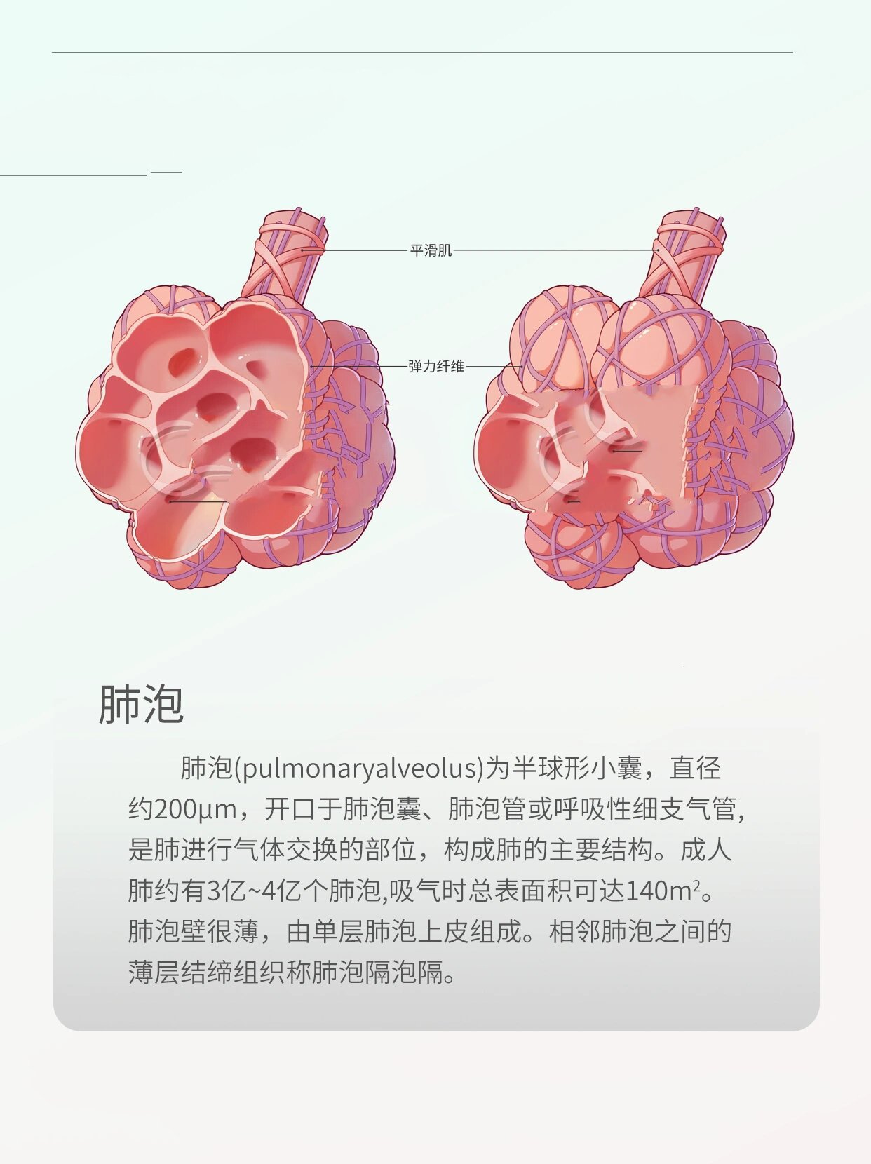 肺泡解剖结构图图片