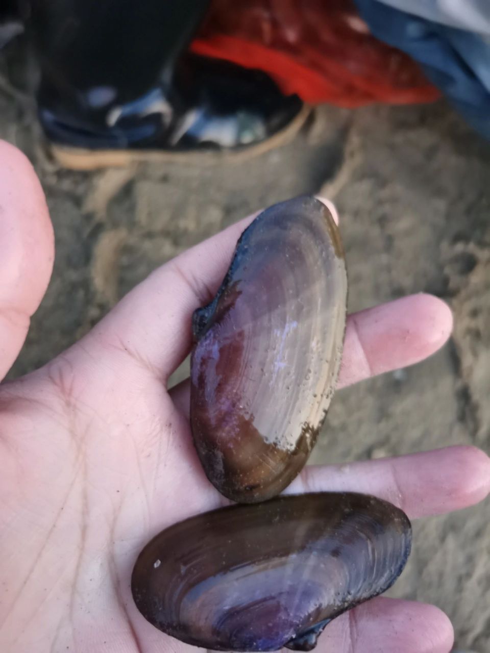 帘蛤目,紫云蛤科 大量沙螺,批发价,可以长期合作