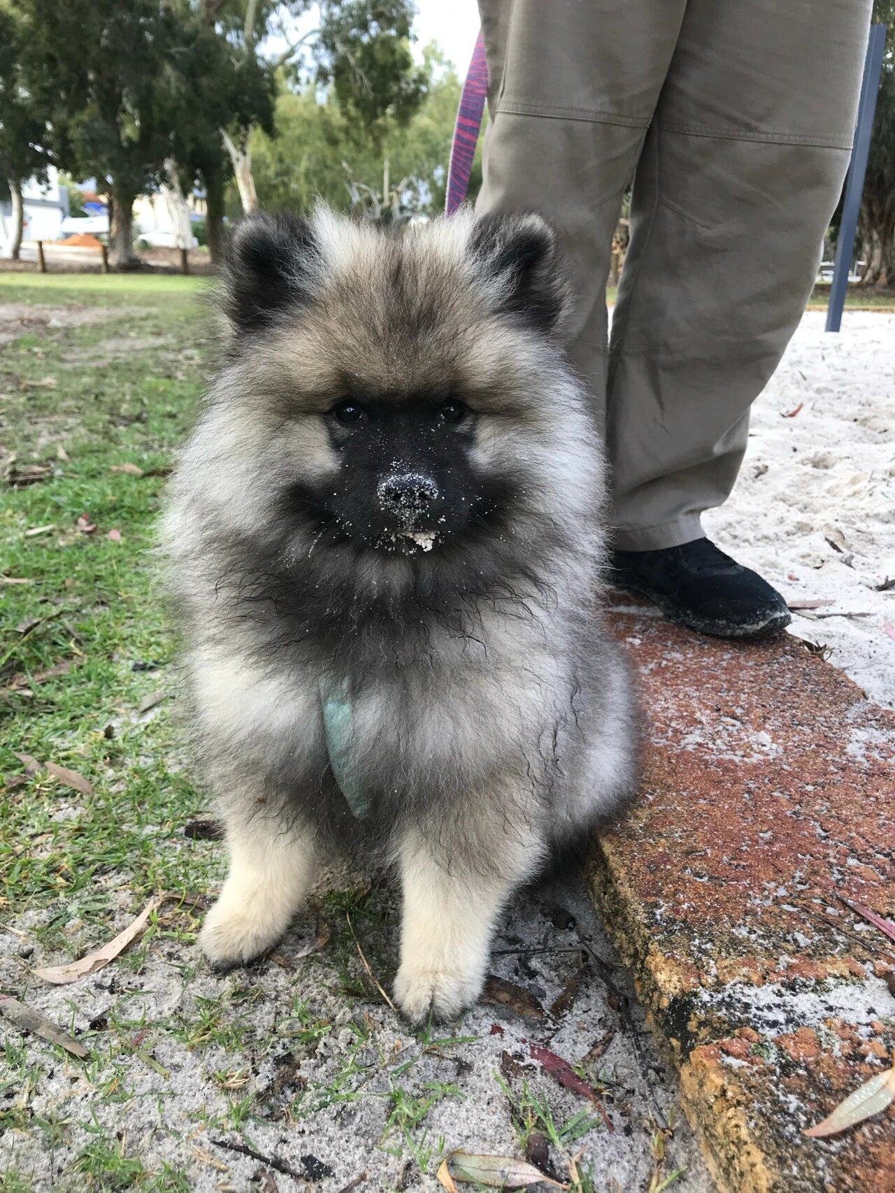 荷兰毛狮犬杂交的图片图片