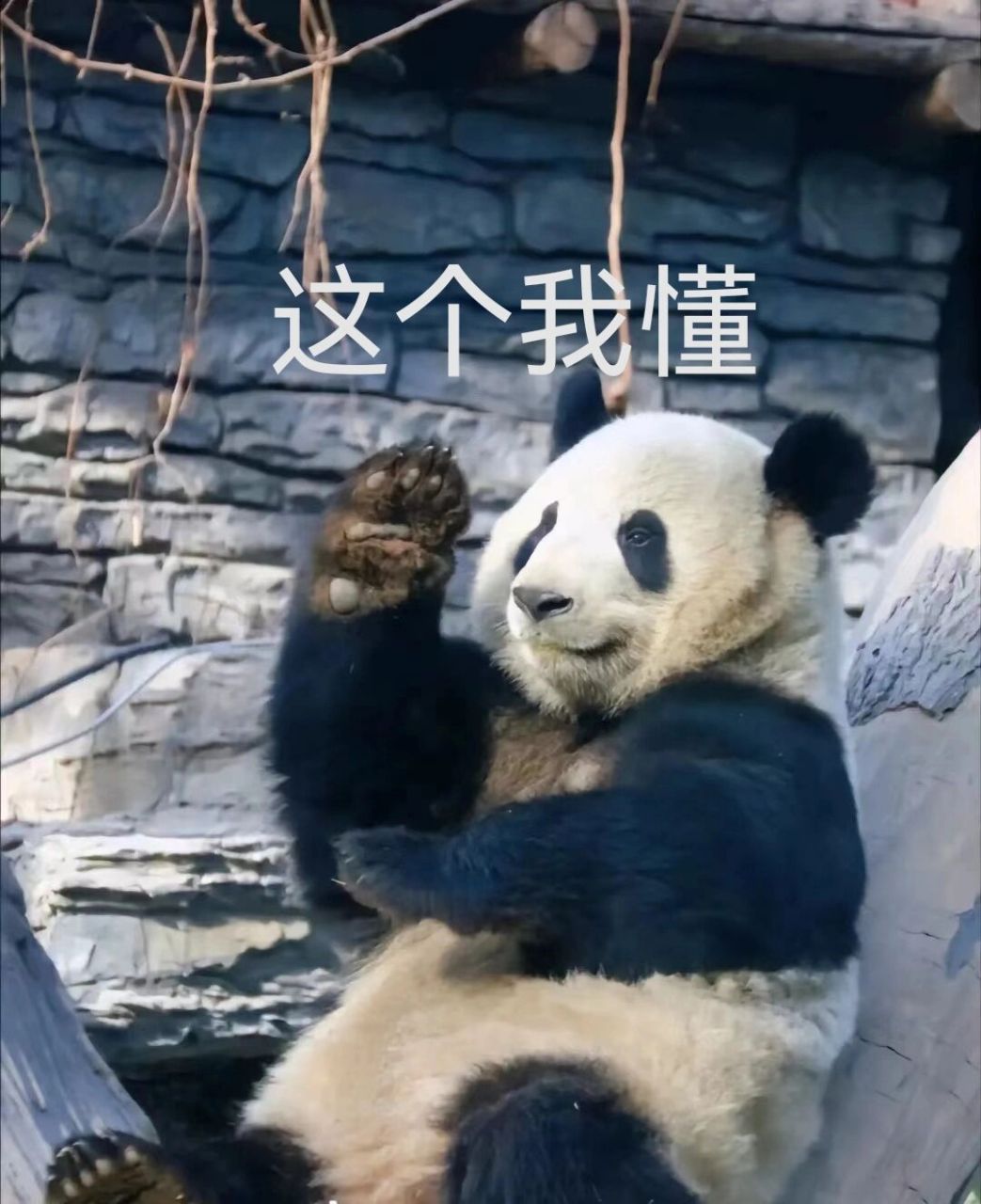 熊猫萌兰表情包第一期 熊猫萌兰真的巨可爱!
