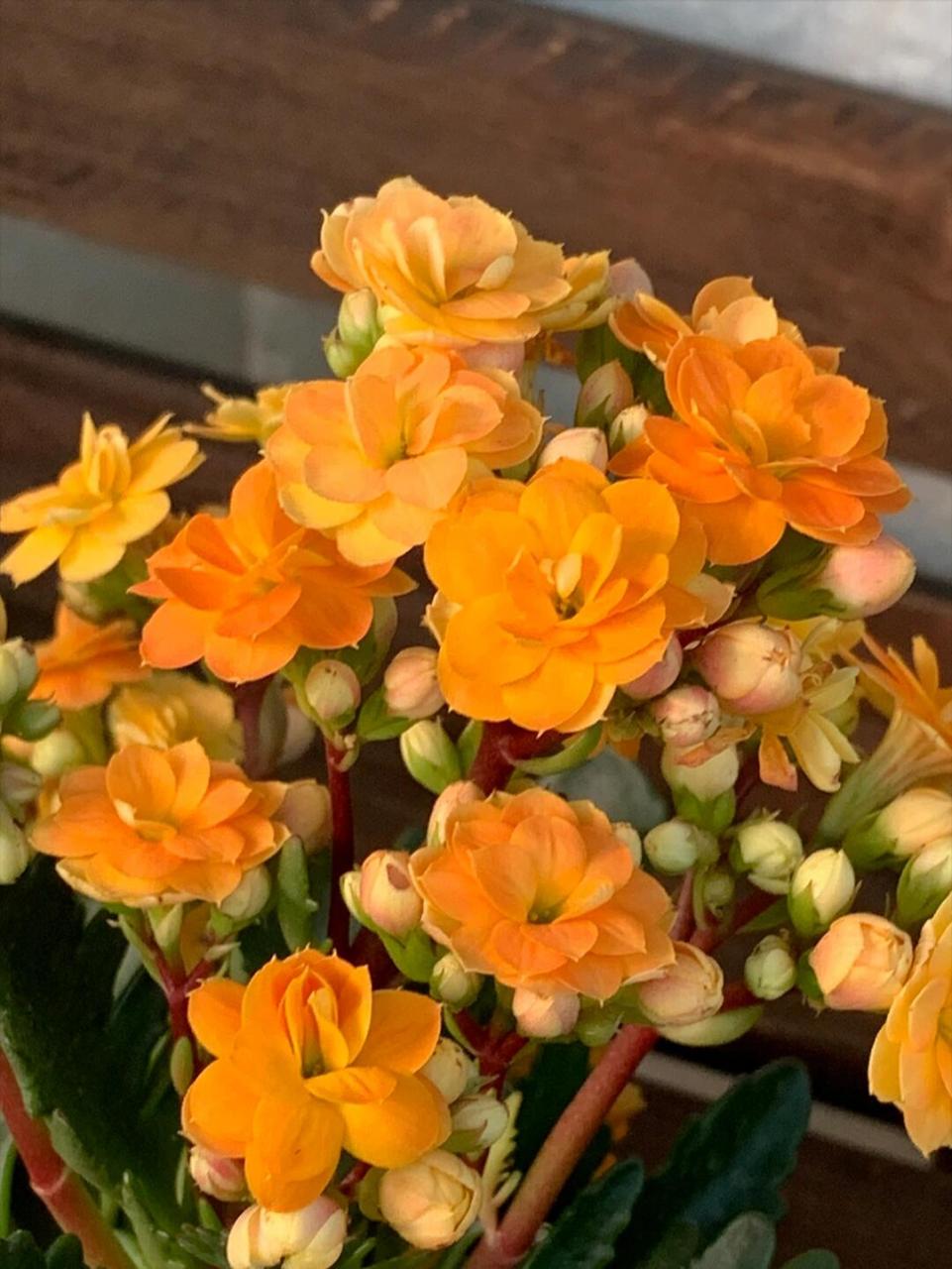 索尔丹长寿花(20),花开花色,羽叶 索尔丹长寿花 叶形:羽叶 花瓣:重瓣