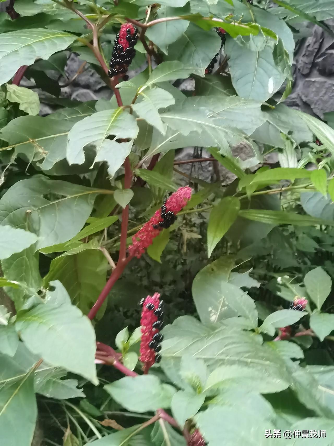 商陆的果实很漂亮未熟时是青色的成熟后变成黑色的很漂亮