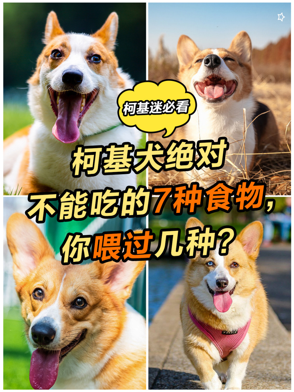 74柯基犬绝对不能吃的7种食物,你喂过几种7215 柯基犬是非常