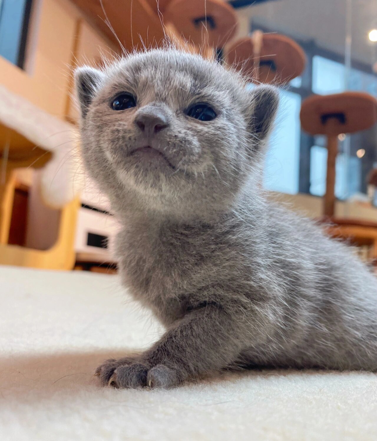 英短蓝猫?俄罗斯蓝猫?傻傻分不清!