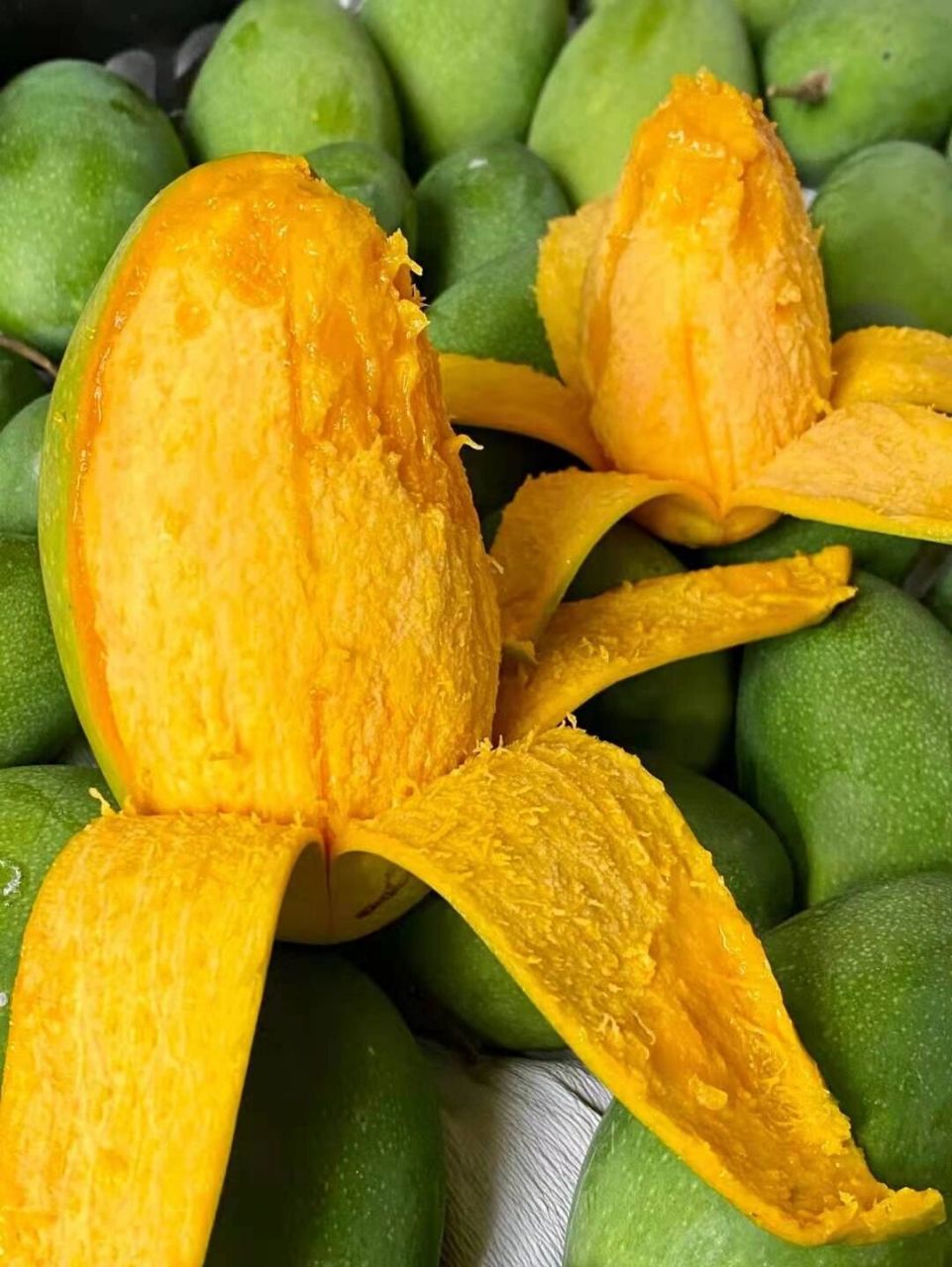 攀枝花椰香芒 7215千万不要误会芒果变黄才是熟了噢 自然成熟的椰