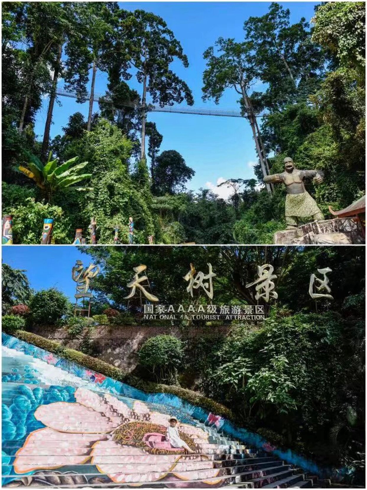 90顾名思义,在望天树景区可以看到20多层楼高的参天大树,甚至