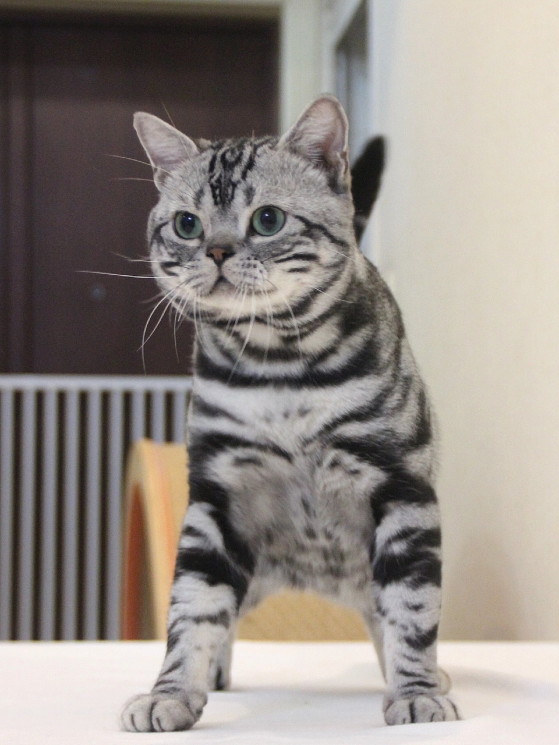 绿眼睛美短虎斑太好看了,加分加分加分