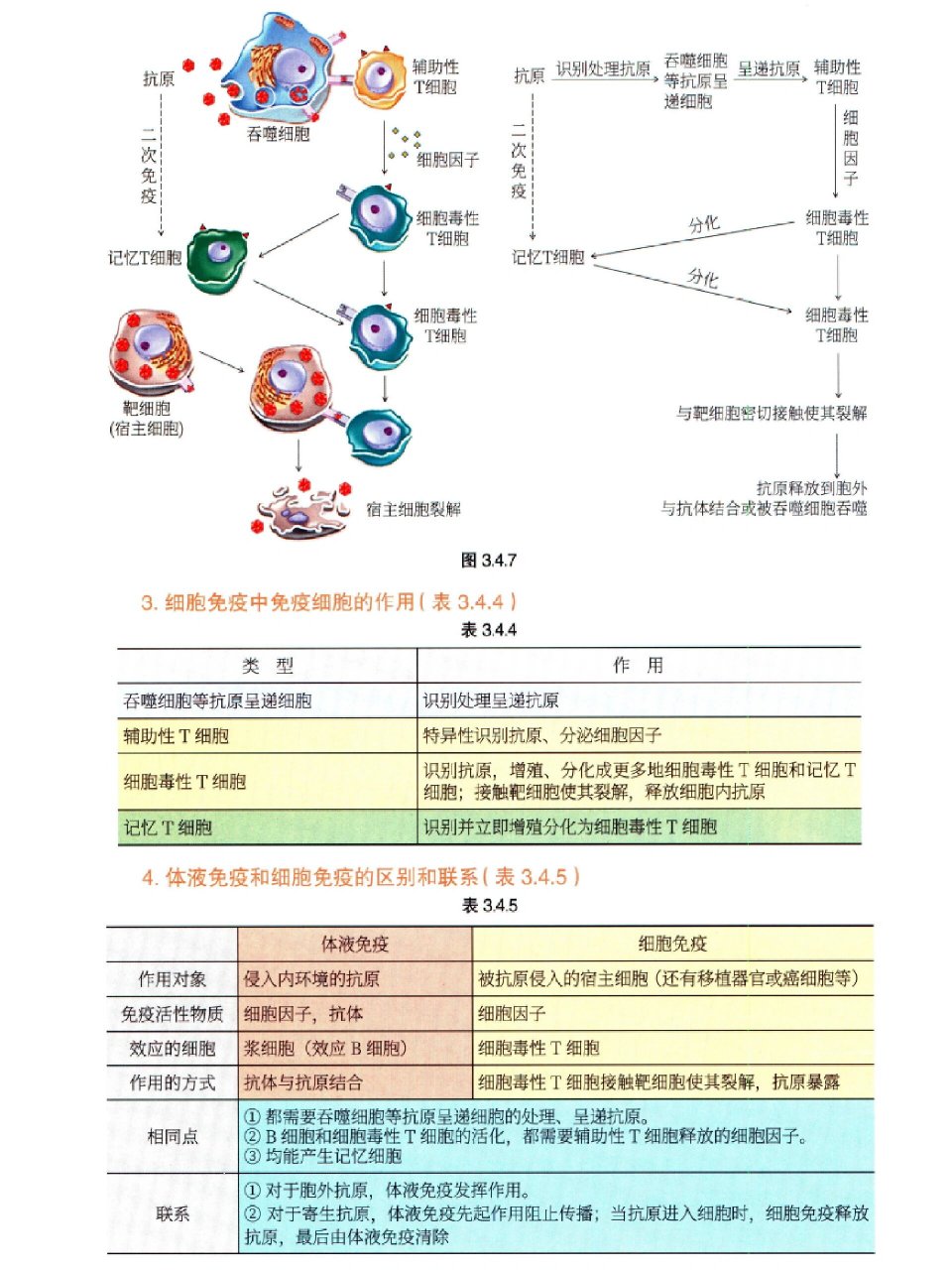 高中免疫系统图解图片