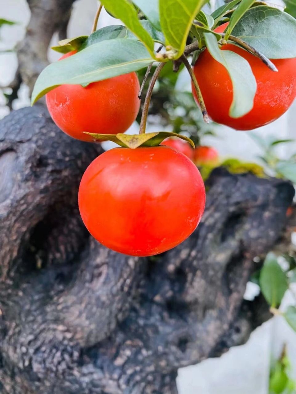 金弹子中国红特色精品老桩 盆景佳成已十秋