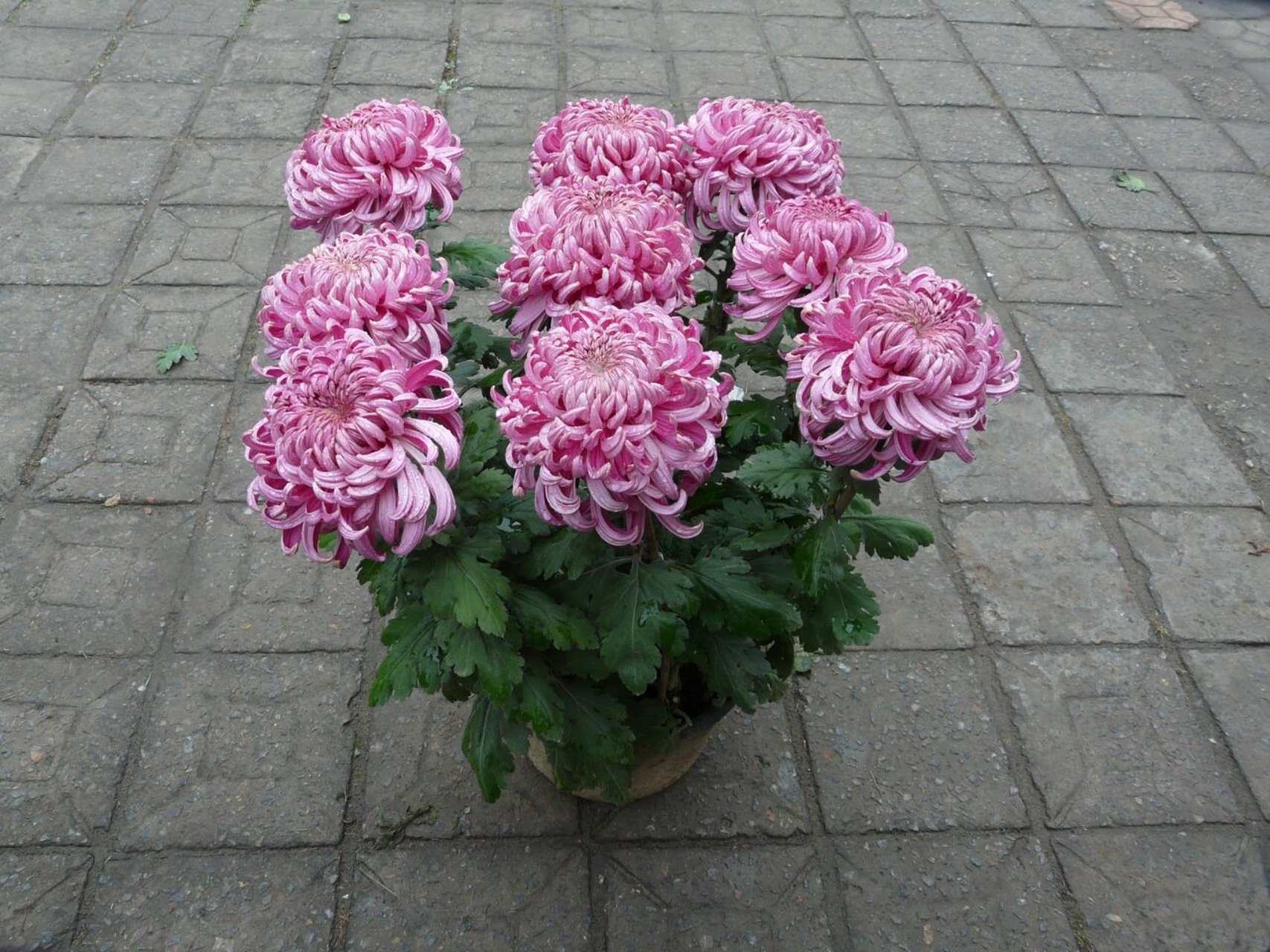 菊花是一种短日照植物,在短日照条件下可以提早开花.