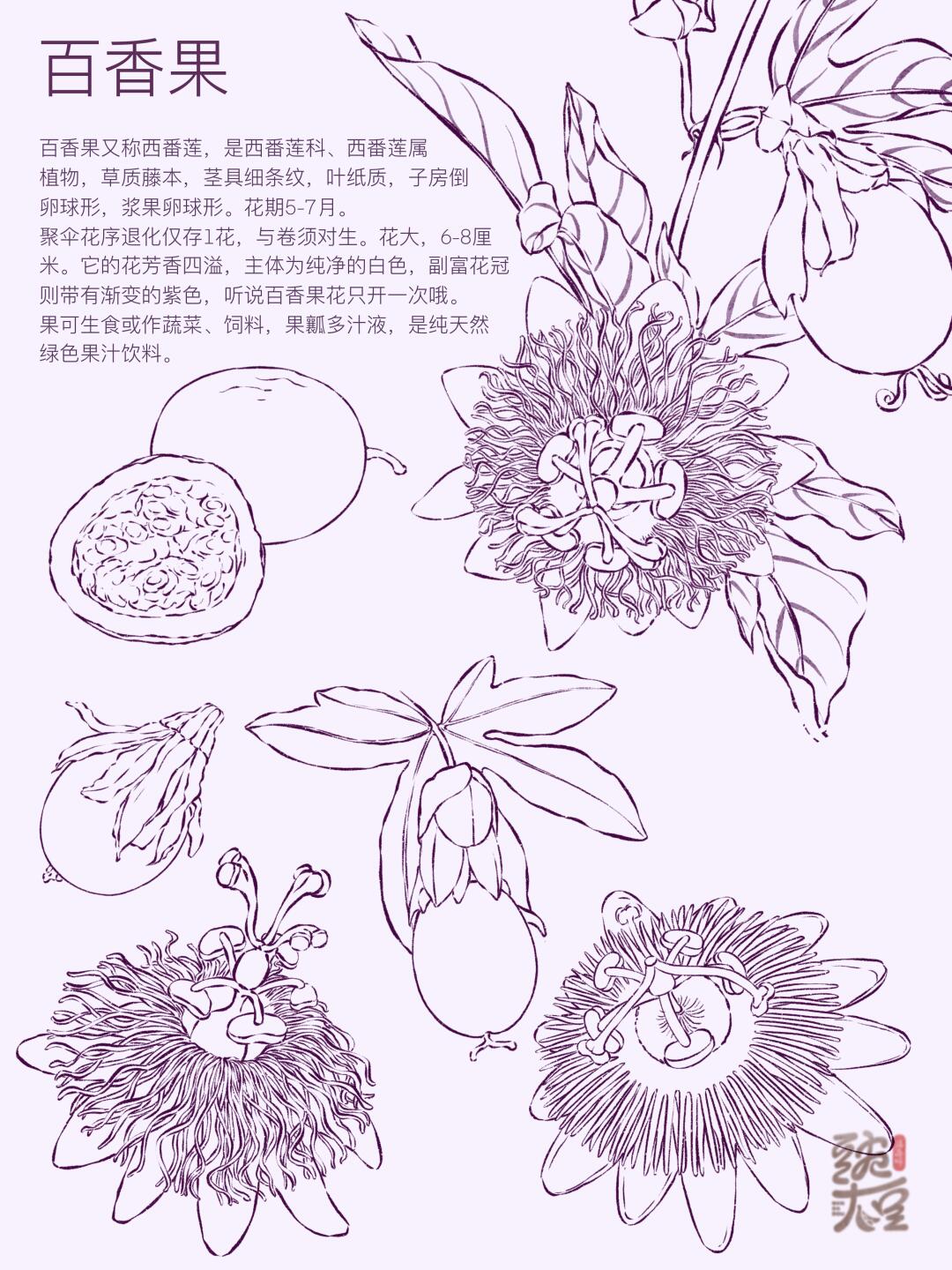 速写-水果花卉系列2-百香果