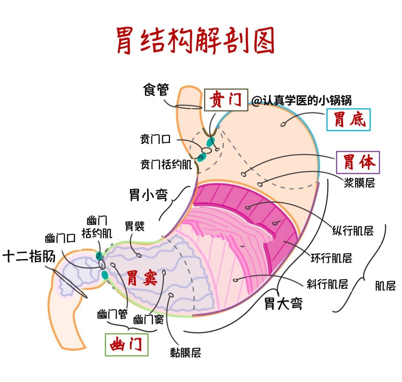 科普25 | 胃结构解剖图 现在慢性胃炎 胃食管反流 等疾病逐年增多