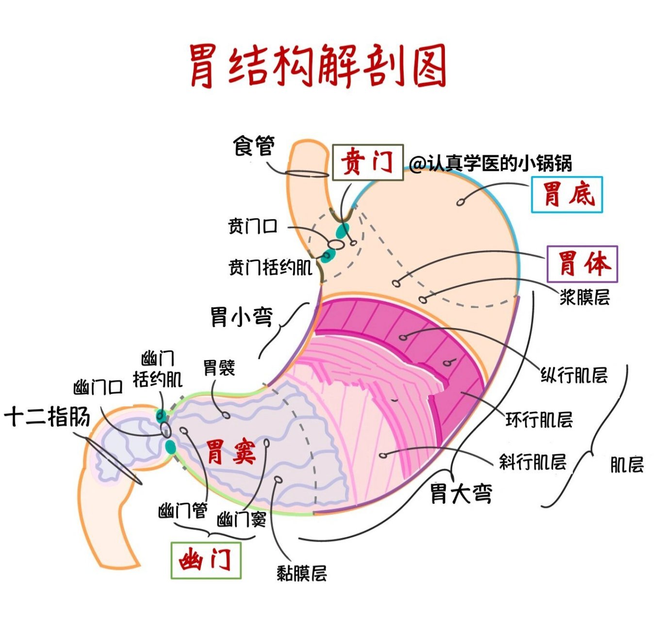 胃各部分名称位置图图片