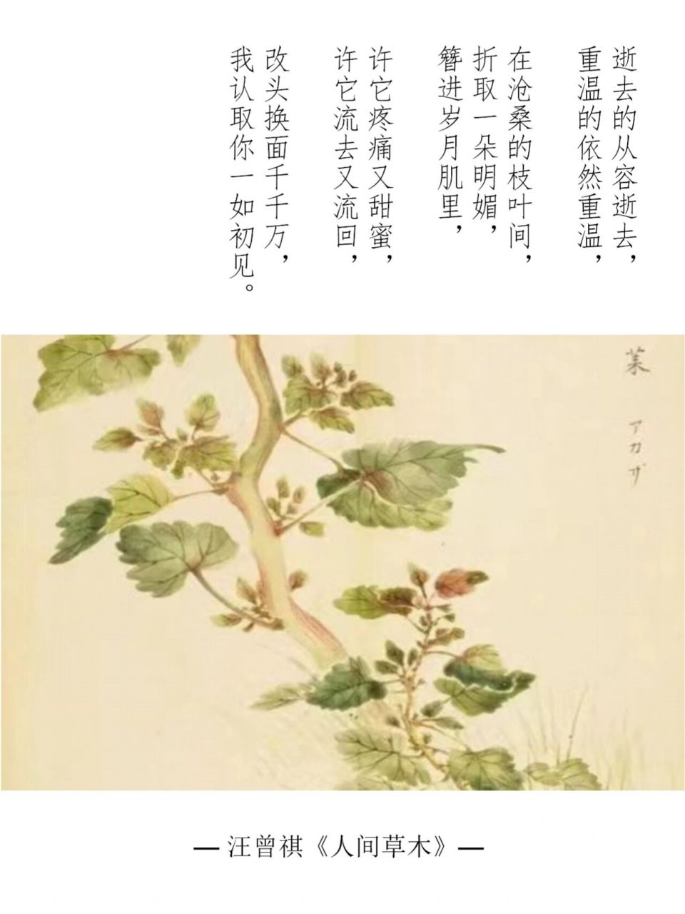 摘抄 | 汪曾祺《人间草木》(一) 166 那一年,花开得不是最好, 可是