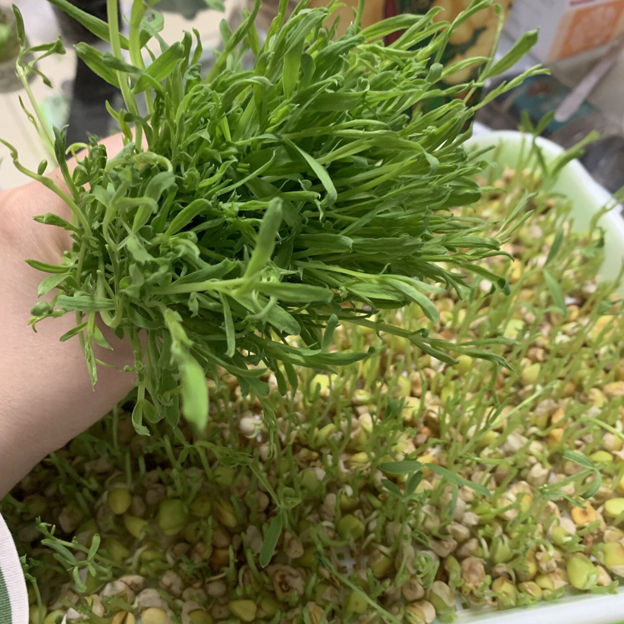 水培松柳苗 自家芽苗菜种植 今日份水培芽苗菜种植收货 松柳苗 这是第