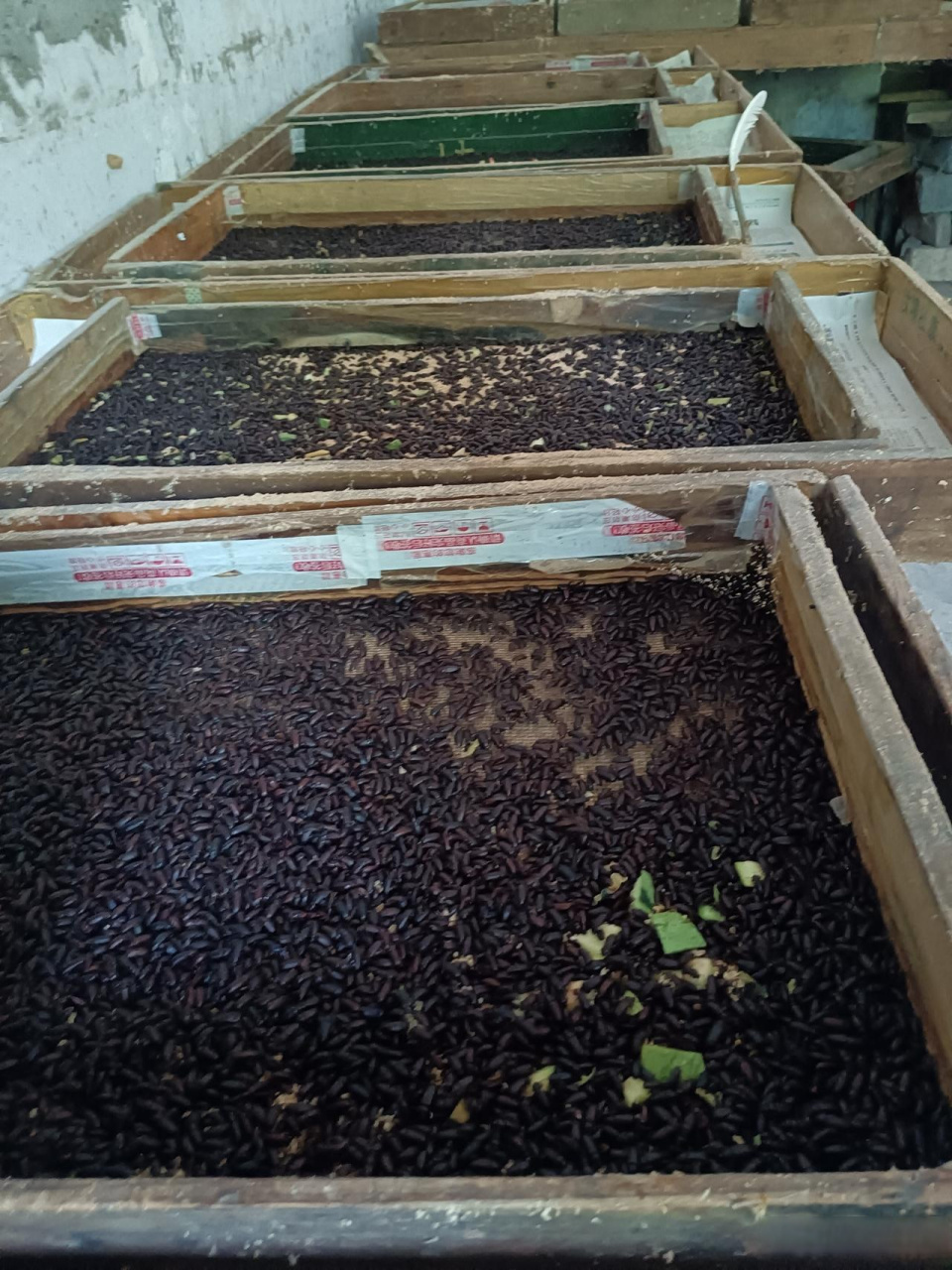 本人自家的黄粉虫养殖场,因为一些原因不养了,现全部便宜处理.