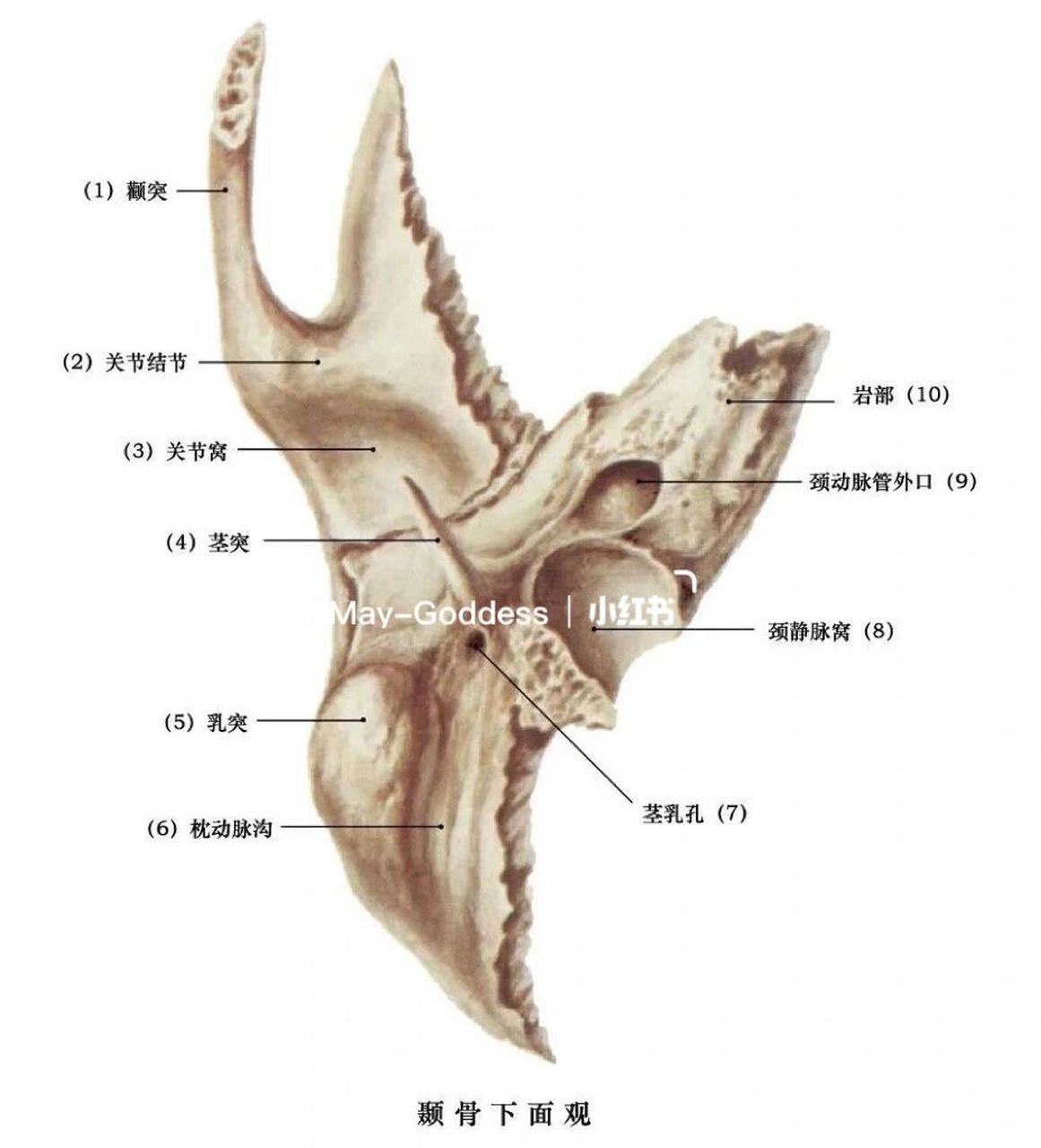 颞骨解剖结构图