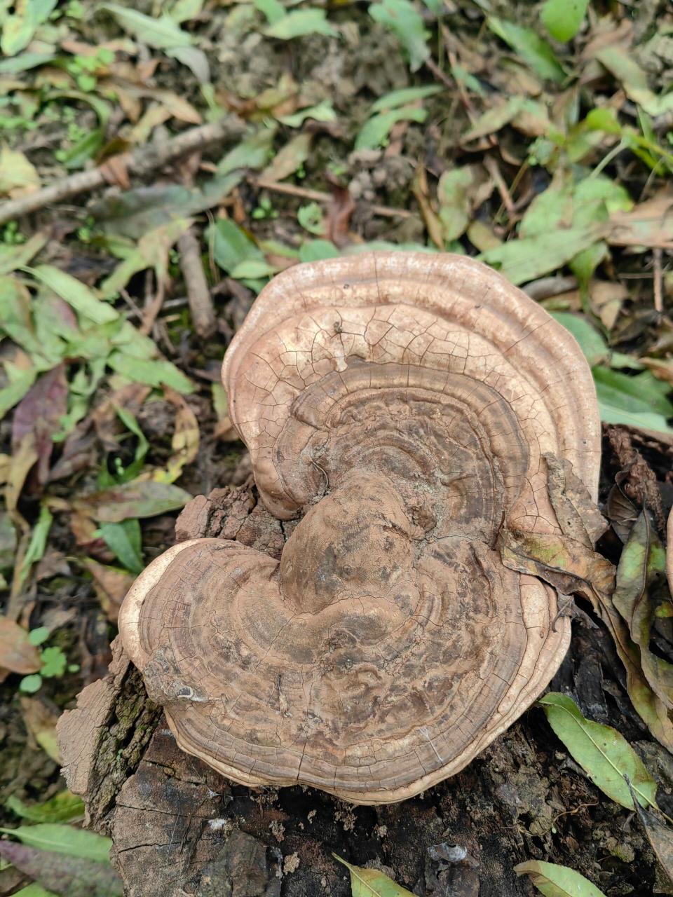 松树上长的树舌灵芝图图片