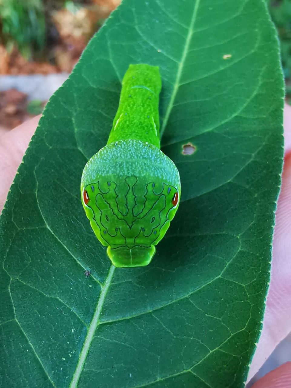 青斑凤蝶幼虫图片