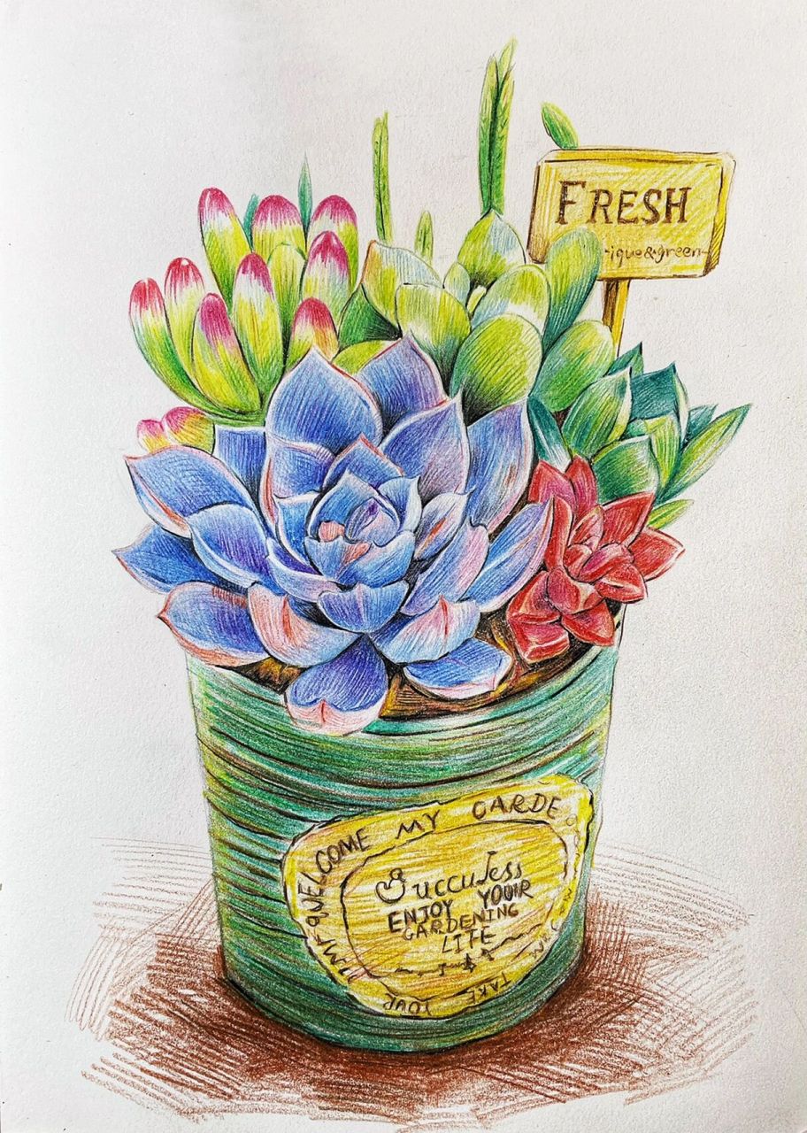 彩铅多肉绘|一盆茂盛可爱的多肉植物 95 16615多肉植物是彩铅画