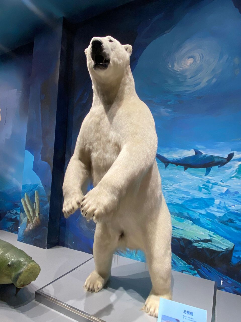 大连自然博物馆巨大鲸鱼标本太震撼了 大连自然博物馆,位于辽宁省大连