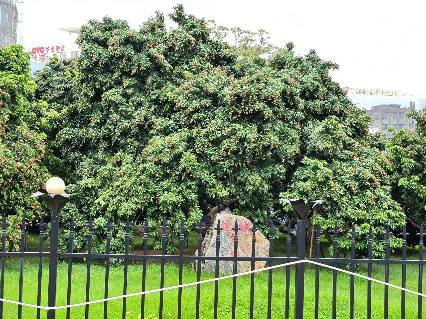 今天终于看到鼎鼎大名的增城挂绿母树了