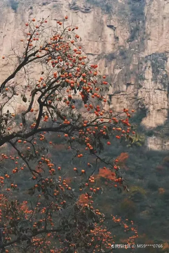 满城柿子沟风景区图片