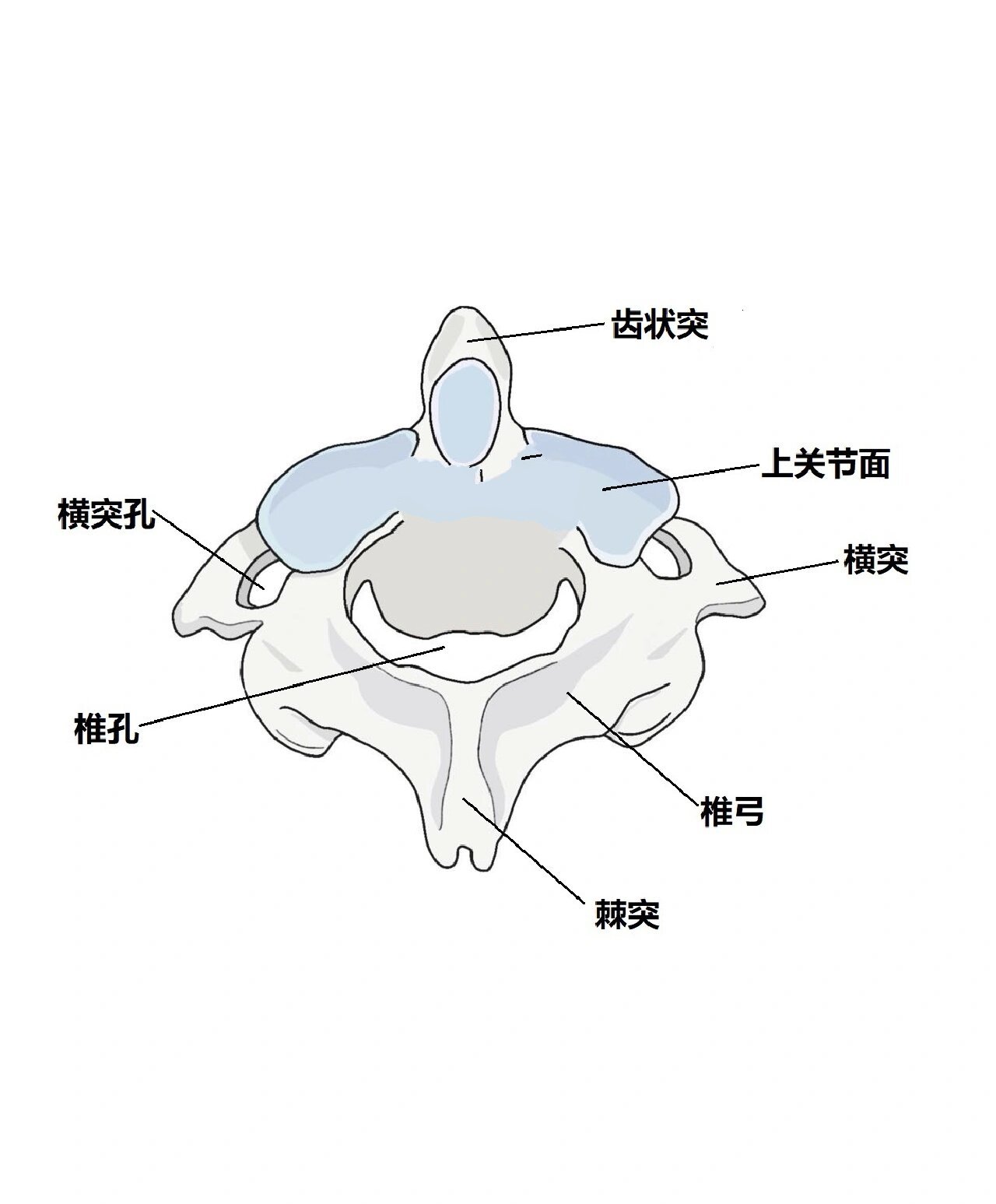 枢椎棘突图片