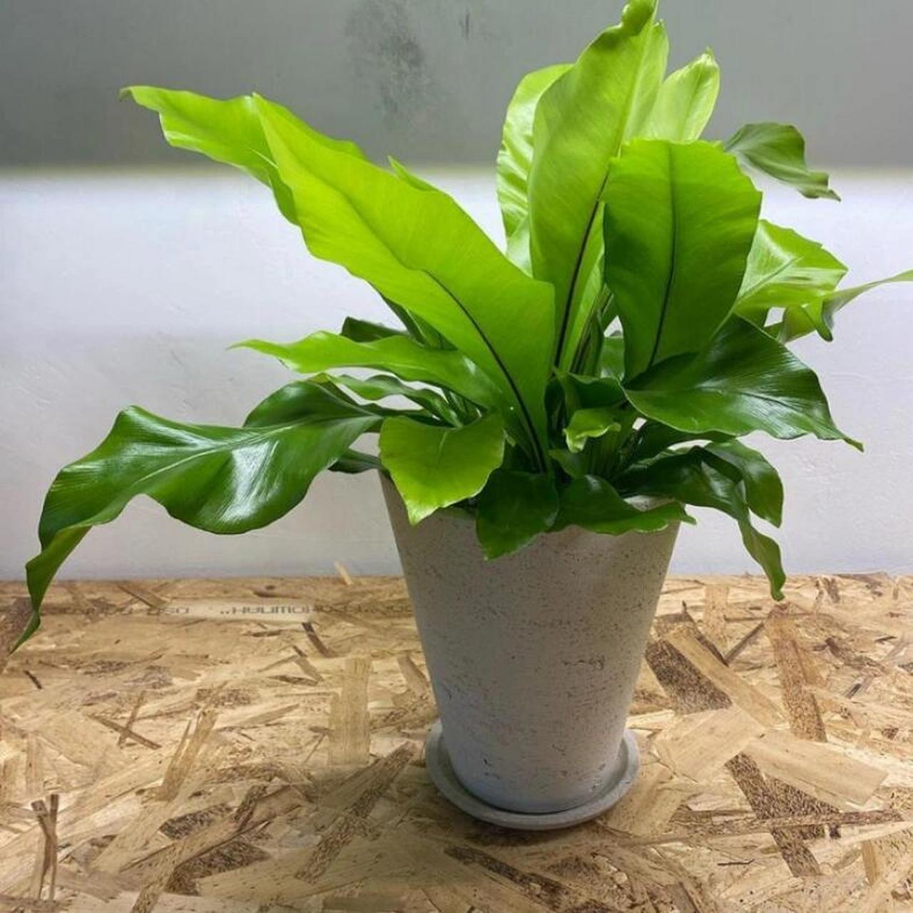 家居植物分享-鸟巢蕨 又名山苏花,为铁角蕨科巢蕨属下的一个种,属