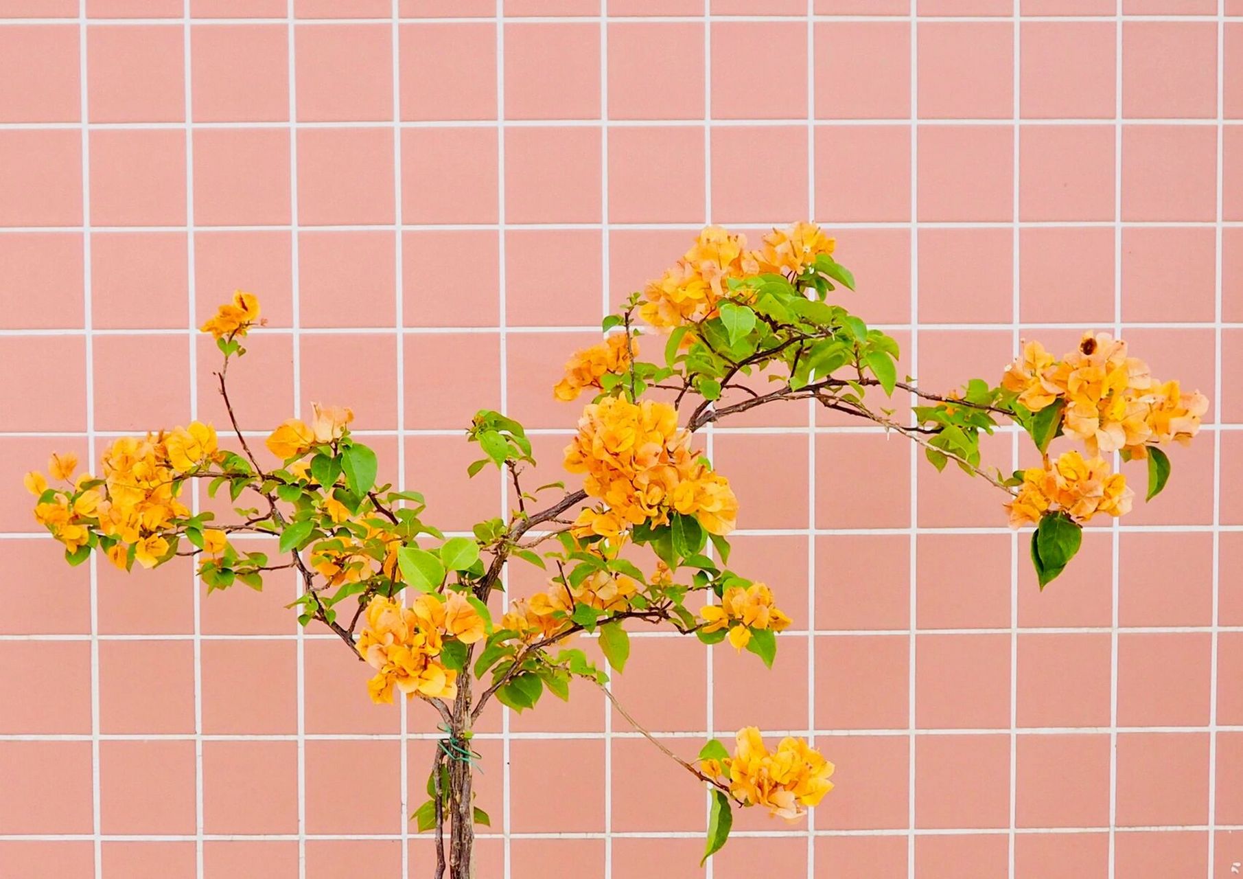 不必花高价,低成本教你打造高杆飘枝三角梅 2020年5月,在花友群看到有