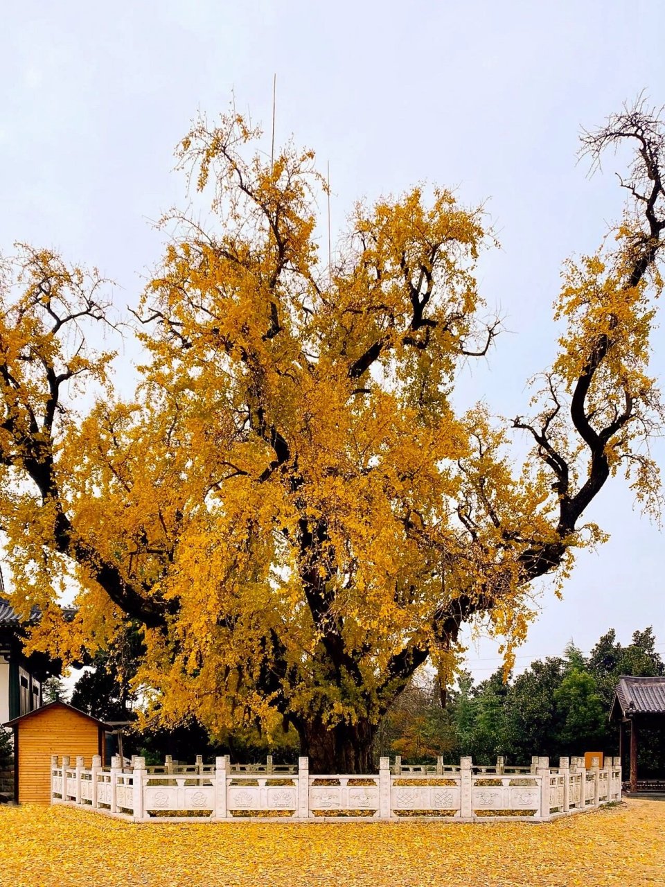 南京古惠济寺   惠济寺位于南京市浦口区汤泉街道,又称古惠济寺,始建