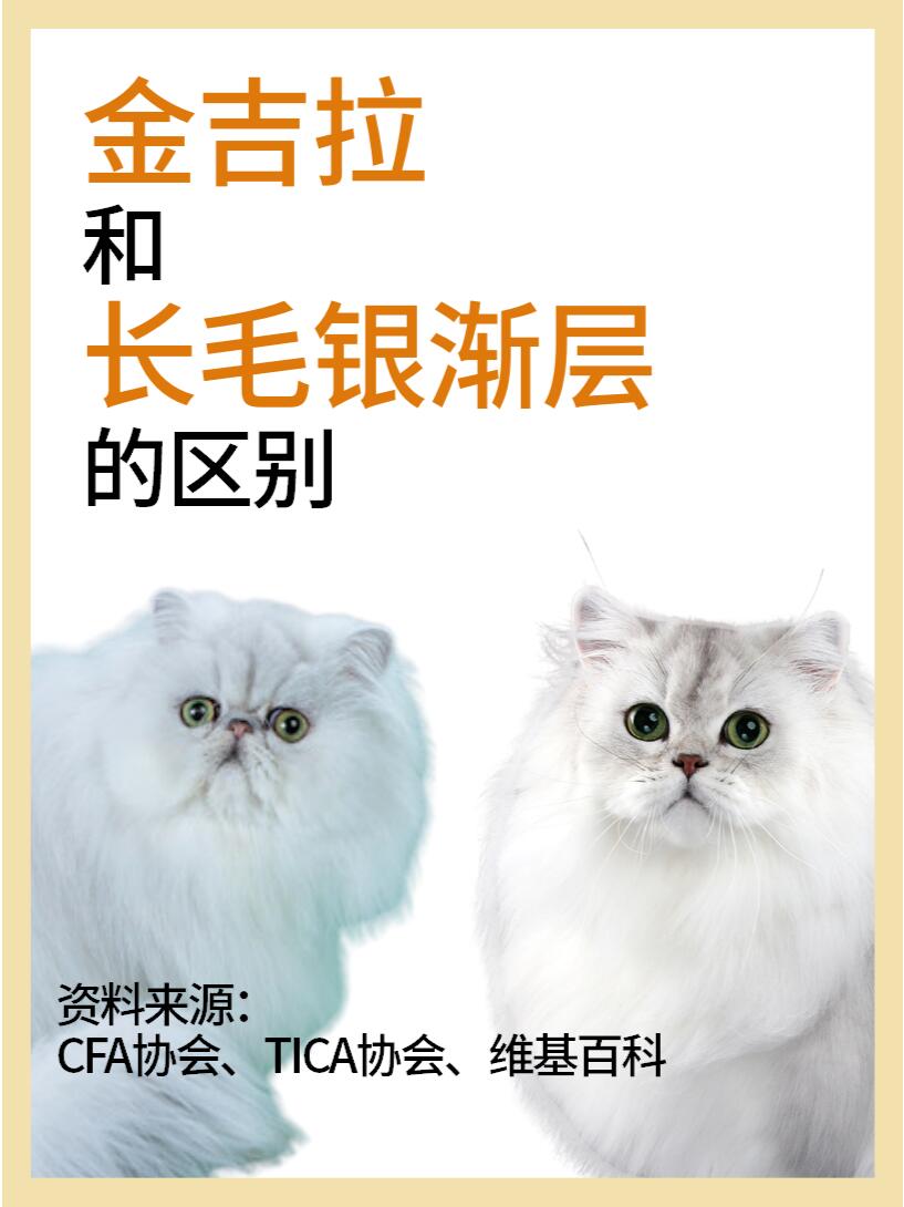 银渐层母猫和公猫对比图片