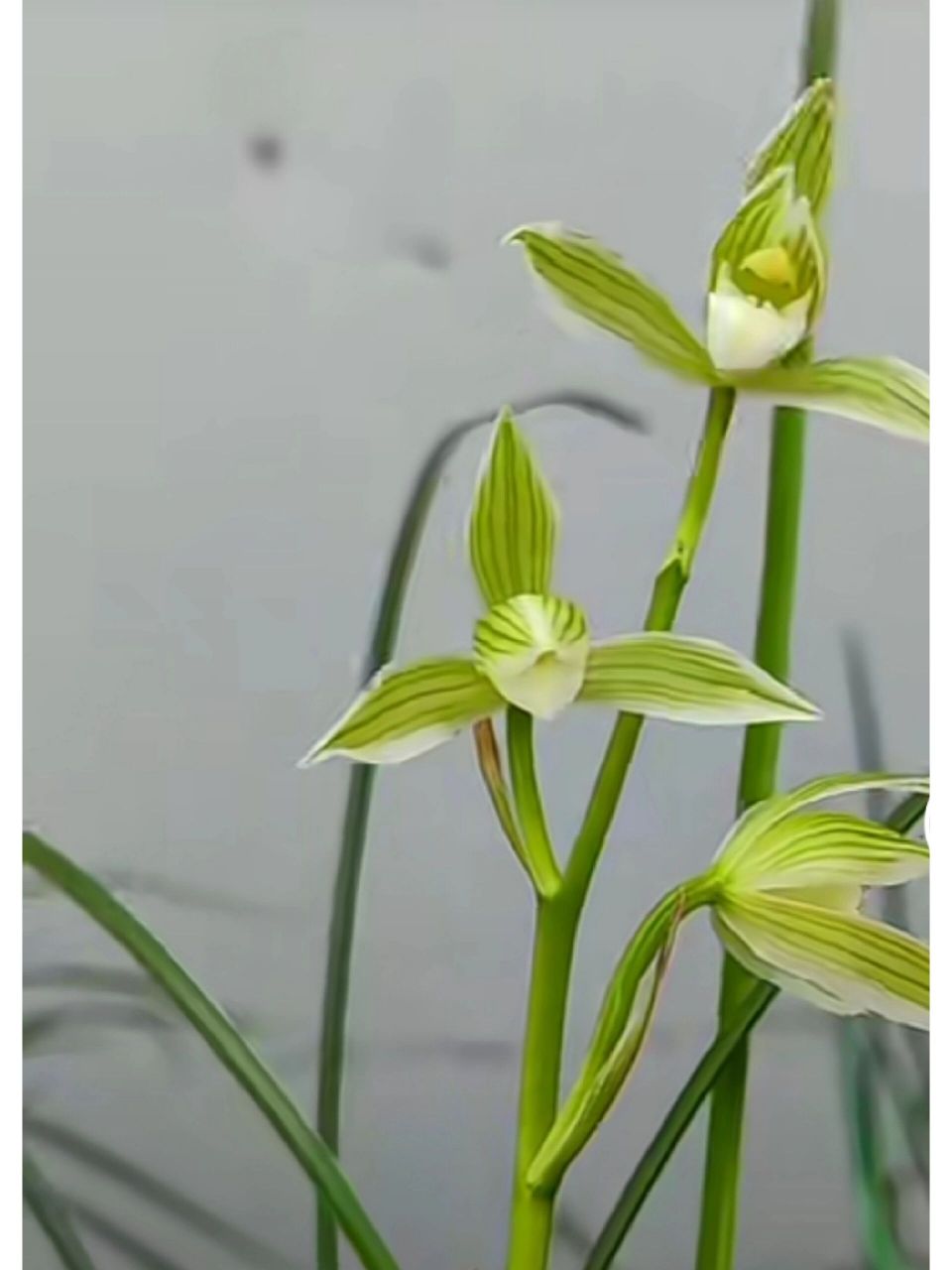 莲瓣兰花艺双全 佛缘 【莲瓣兰·佛缘】产于云南