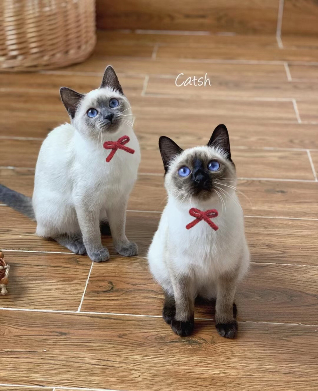 布偶重点色和暹罗猫的区别 很多小伙伴误认为店里的布偶重点色是暹罗