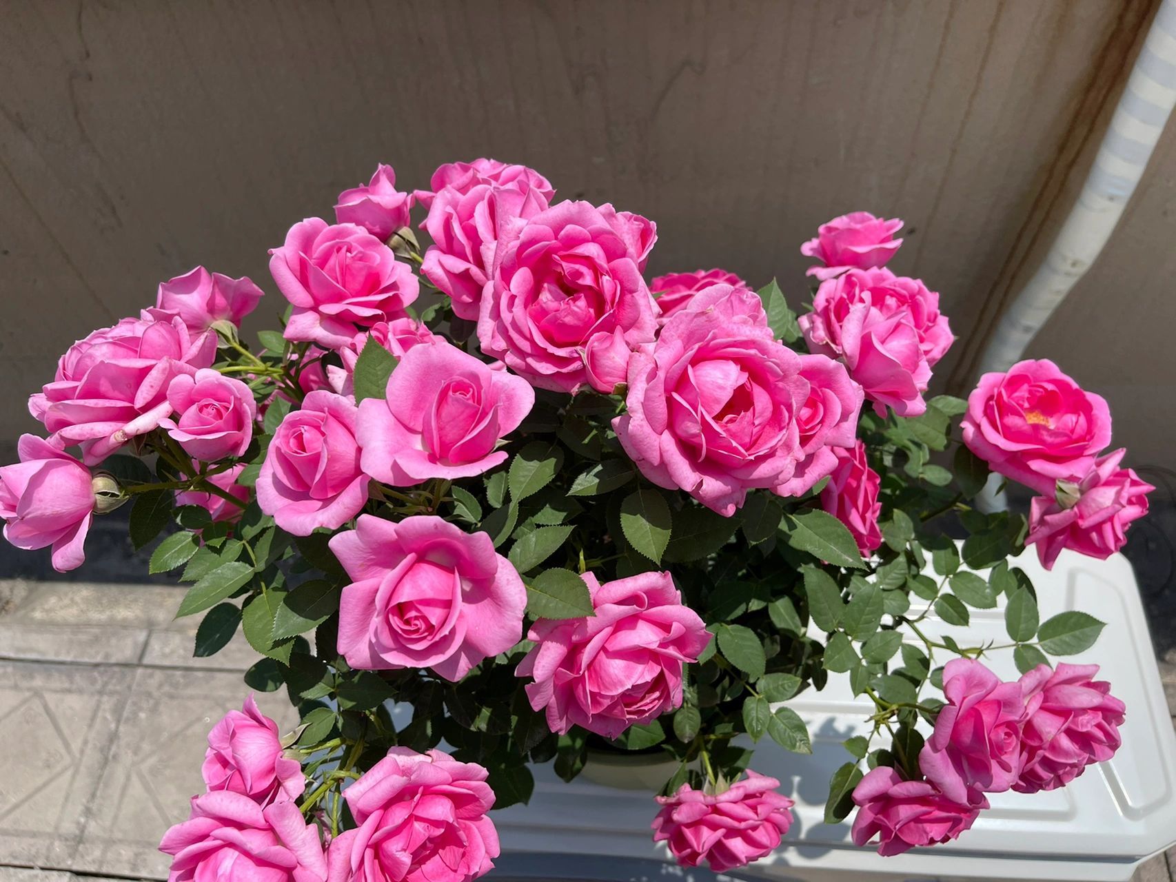 淑女月季,人间塑胶花～ 淑女月季一个很冷门的品种, 去年凑单随机送的