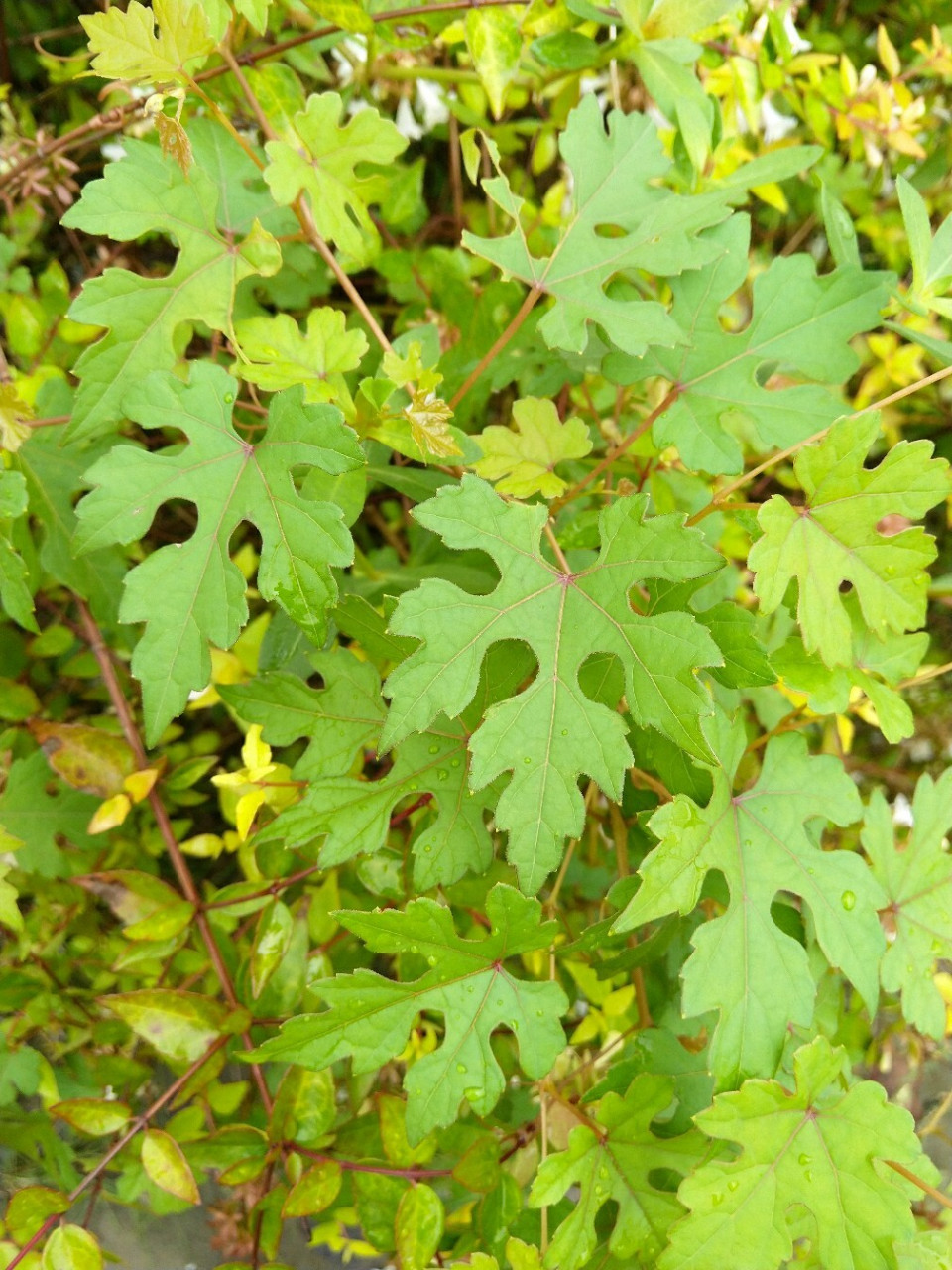 百度过,名蘡薁.