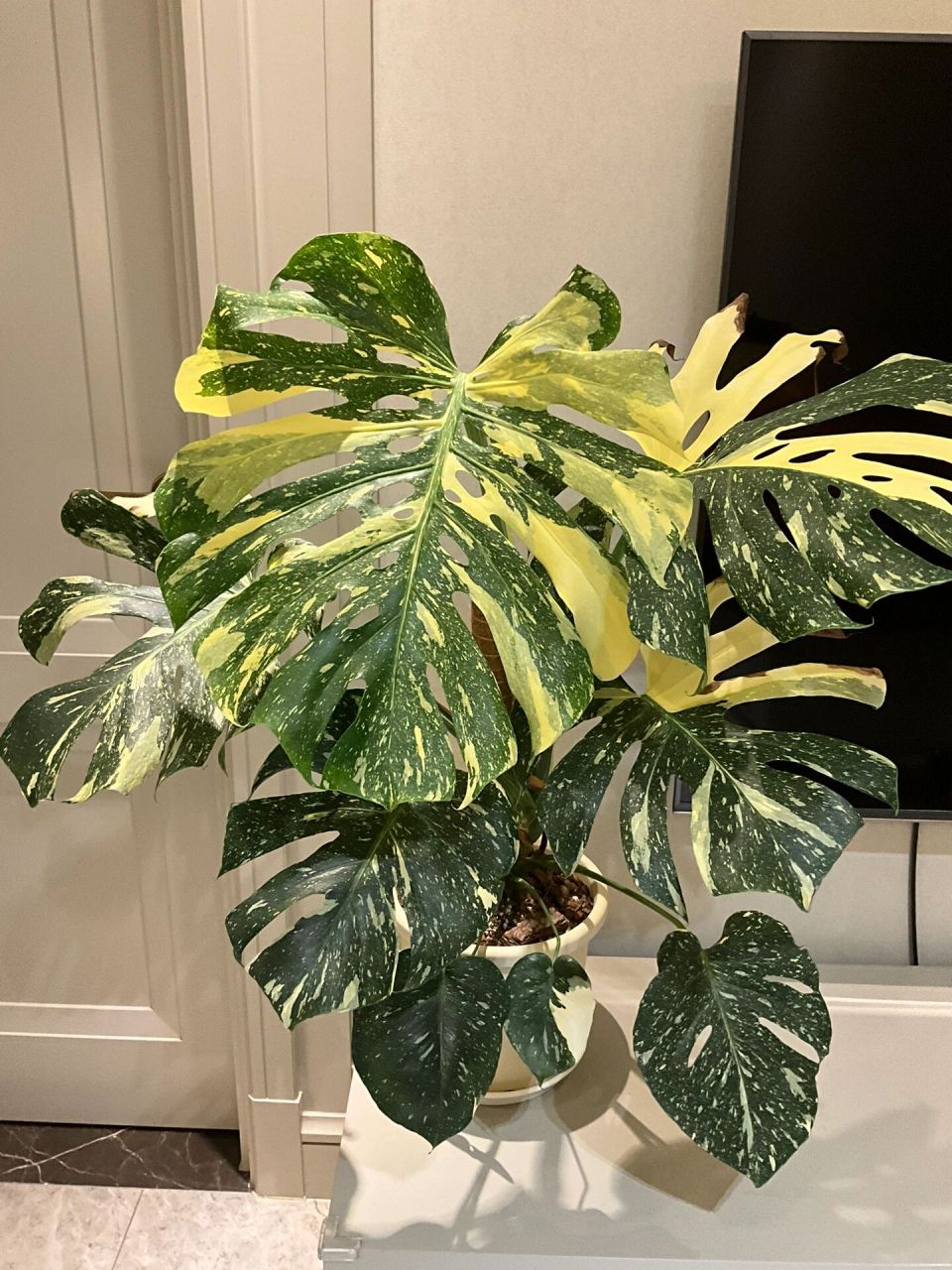 洒金龟背竹新叶越长越优秀     虽然洒金价格跌到了谷底,但还是不枉我