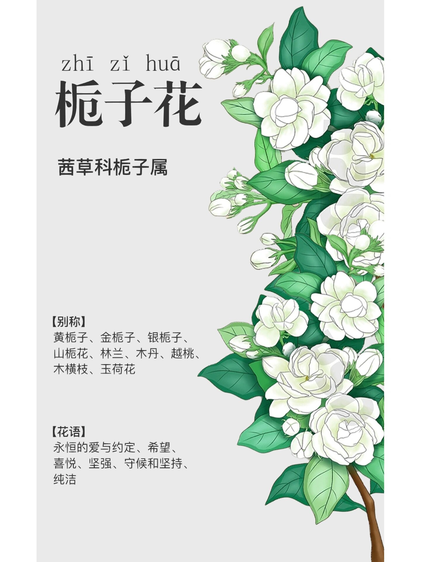 每天认识一种植物|栀子花