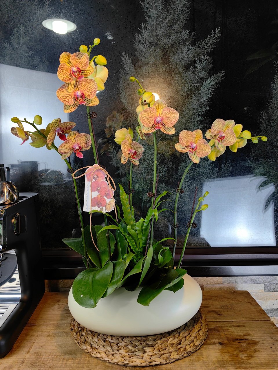 黄金甲蝴蝶兰 【黄金甲】蝴蝶兰新品6枝花剑,宽度65cm*高度68cm.