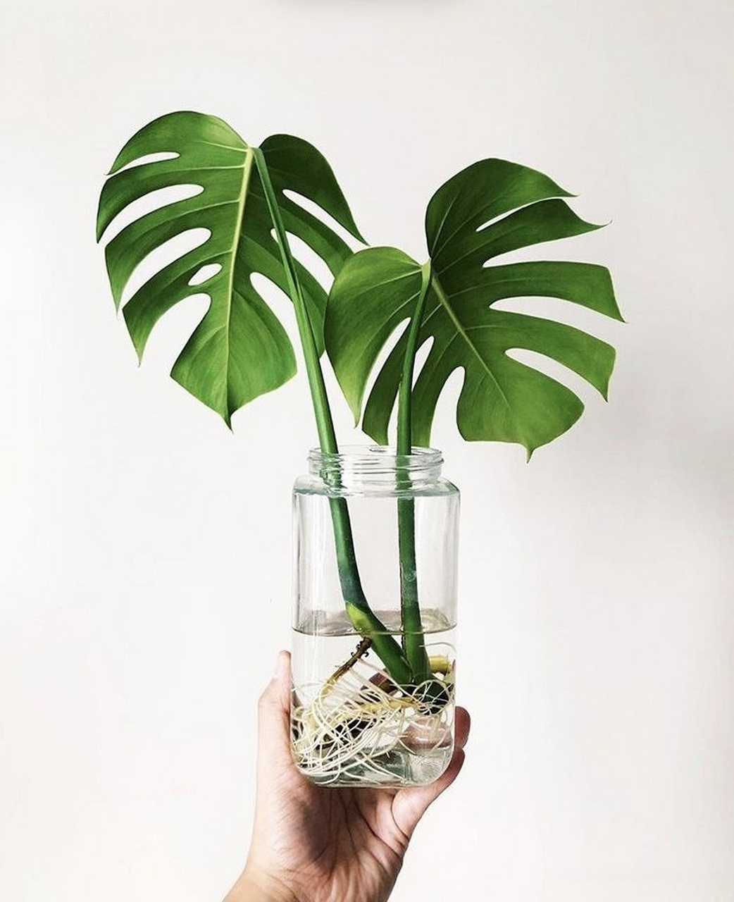 叶尖】  这一植物界中的奇妙构造,在热带雨林那湿润而又神秘的环境中