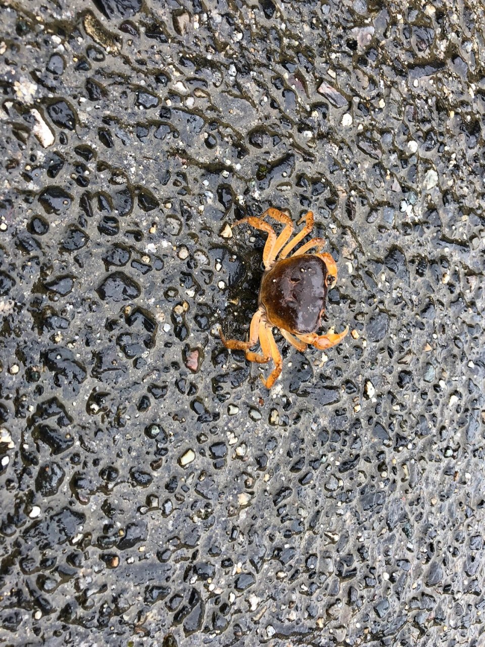 哪些小动物能预知下雨图片